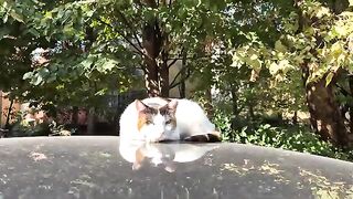 Stunningly Beautiful Green Eyed Calico Cat.