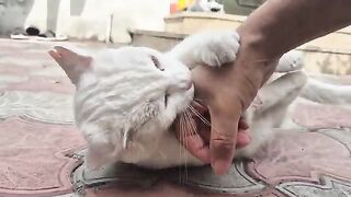 The world's most unstable, Angry, and unpredictable white cat: always ready to Attack.