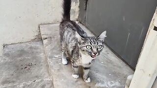 This Stray cat cut me off, trying to tell me it was hungry with a heart wrenching Meow.
