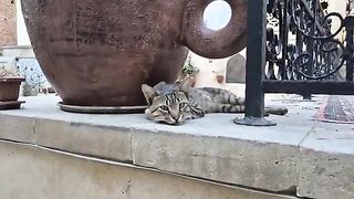 Incredibly cute and hungry tabby stray cat.