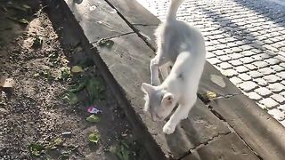 The white cat is so hungry, that's why it's Meowing non stop.