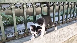 Wow, I've never seen such a beautiful kitten before.