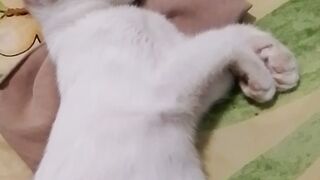 My cat always takes a nap in my room every afternoon