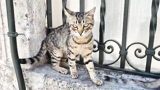 The street cat that hugs me every time we meet.