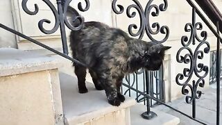​A calico cat with incredibly beautiful facial colors.