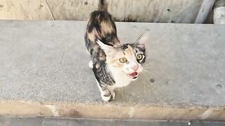 The tiny, hungry kitten is meowing loudly, asking for food.