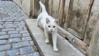 Old and adorable white street cat.