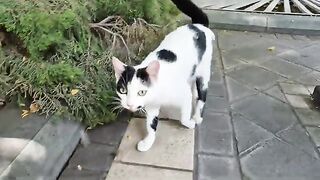 I’ve Never Seen Black and White Look THIS Beautiful on a Cat.