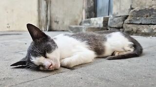 The Deepest Sleeping Street Cat You’ll Ever See.