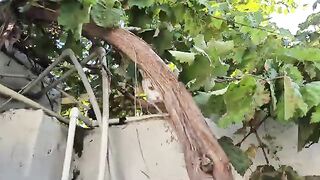 The Angry White Cat cannot get down from the tree she climbed and is asking for help.
