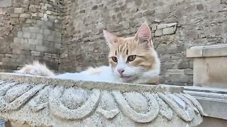 Incredibly beautiful and insanely cute street cats.