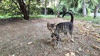 Playful and mischievous tabby kitten.