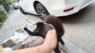 Black cat Attacks other cats it encounters.