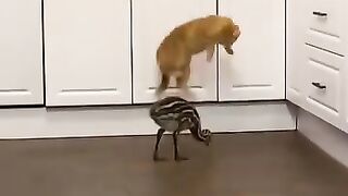 #FunnyVideos 2