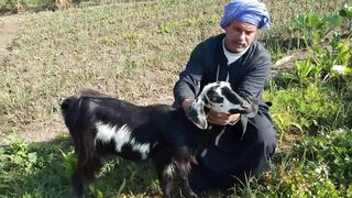 Crazy Goat Stunts 3