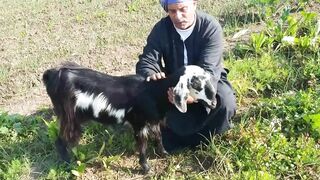 Funny Goat Run