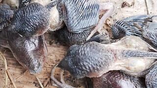 Adorable Baby Birds Huddled Together in Their Nest 🐣❤️