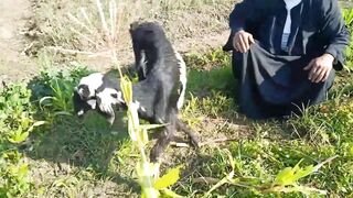 Funny Goat Jump