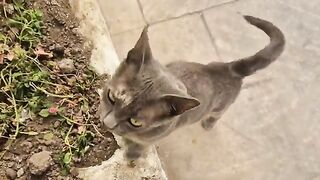 This is the sweetest Meowing grey alley cat I've ever seen.