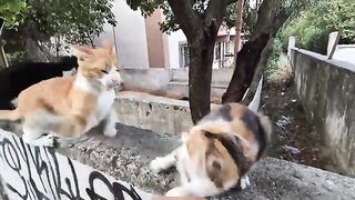 The sound of a cat slapping another cat will make your ears ring.