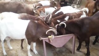 Crazy Cute Goats