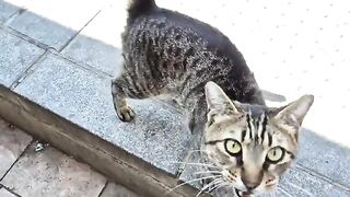 Tabby street cat holds my hand tightly and doesn't want me to leave him.