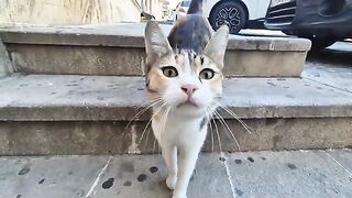 I saw an incredibly beautiful calico cat on the street today.