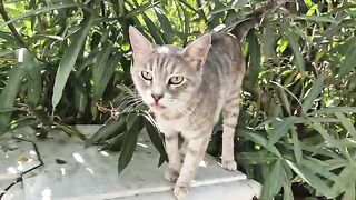 An incredibly cute gray alley cat whose tongue is always sticking out.