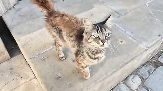 An incredibly cute green alley cat with green eyes greets its human friend.