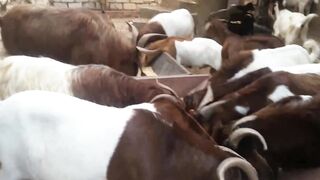 Wild Goat Magic 2