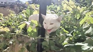 The white cat growls and Hisses Angrily at another cat that approaches it.