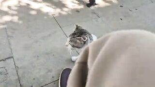 A Hungry crossbreed street cat jumps into people's laps, begging for help.
