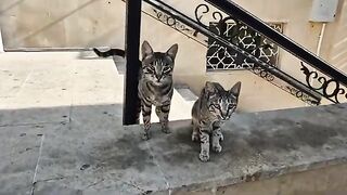 The Tabby mom looks like she gave birth to her identical twin.