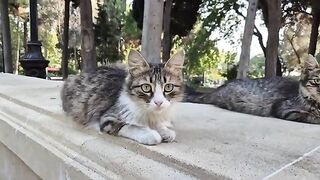 Wow, insanely cute street cats with gorgeous facial features.