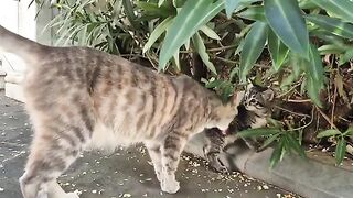 The mother cat is licking her tiny kitten with affection.