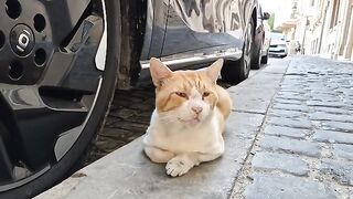 Handsome old orange tomcat with a big head.
