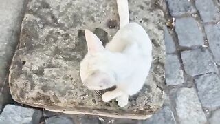 Cute stray cat climbs into my lap for a hug.