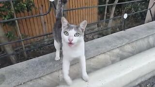 Your heart will melt at the hungry cries of this cat.