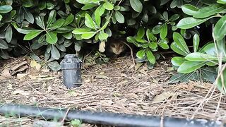 A motherless kitten wanders around crying, desperately seeking food.