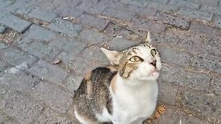 The Jealous tailless cat slaps the kitten approaching me to make it go away.