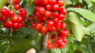Mother Nature’s Candy Box: Ultimate Fruit Harvesting ASMR
