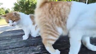 I was surrounded by cats on the bench where I sat.