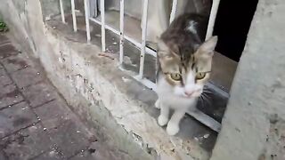 The Meowing sounds of cute stray cats are amazing. 2
