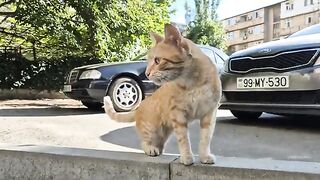 Cute and hungry orange street cat.