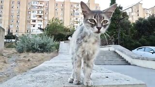 The poor kitty has been starving for so long; it looks so weak and emaciated.