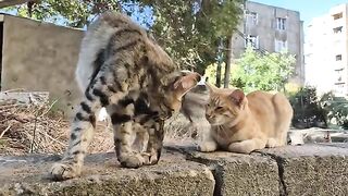 ​Cutest cats ever racing to get a little love from me.