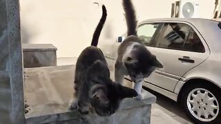 Stray Kittens Meowing Crazily! Asking to be Fed.