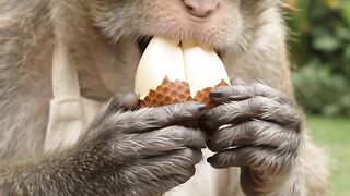 Monkey eating snake fruit