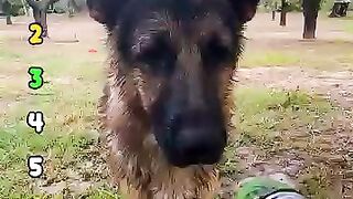 Dogs 🐕🐕 moment 😍😍