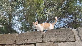 This Orange Street Cat is Pure Charm.